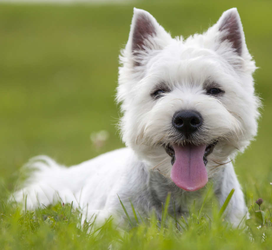 west highland terrier puppies breeders