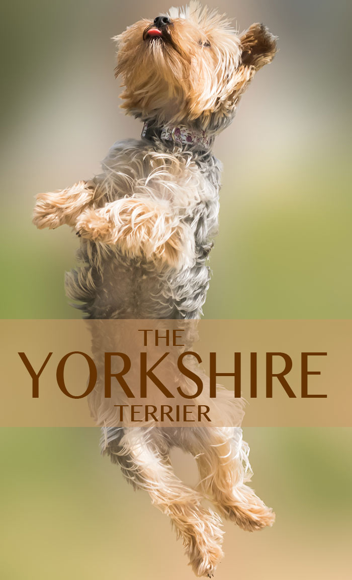 the yorkshire terrier