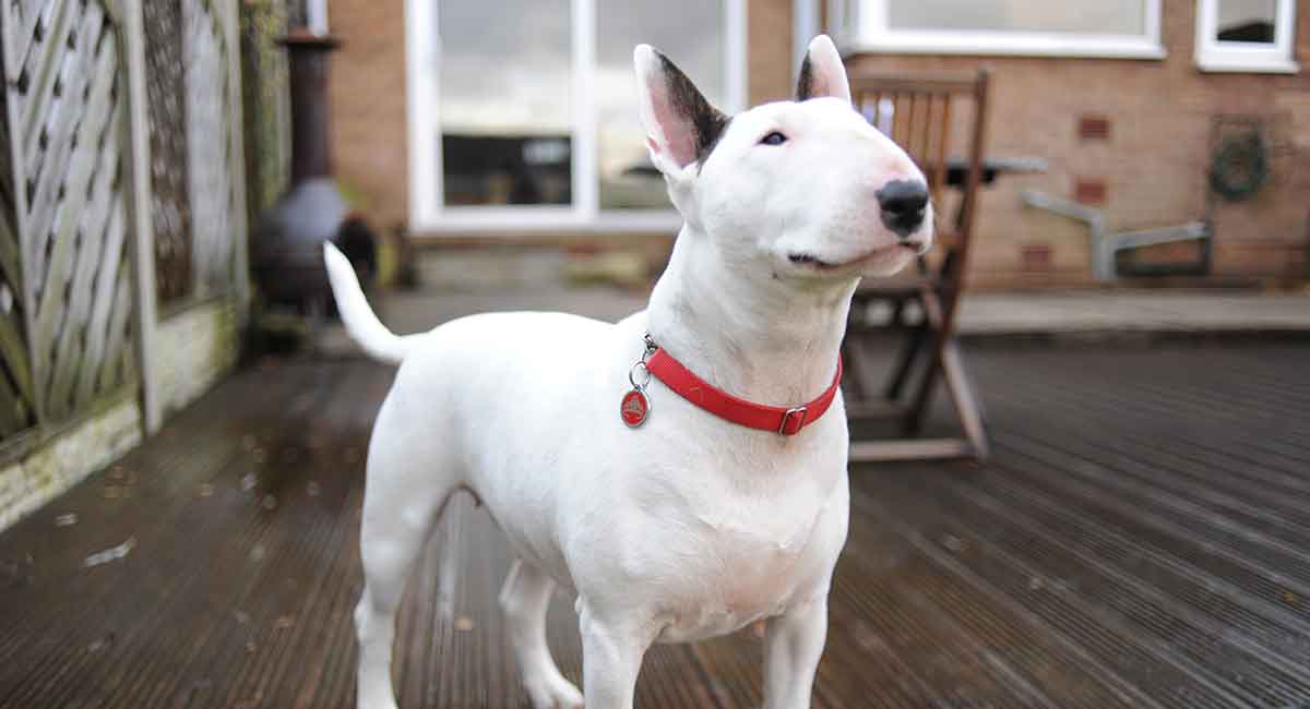 Bull Terrier dog