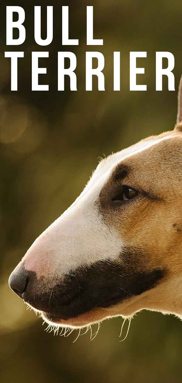 Bull Terrier dog