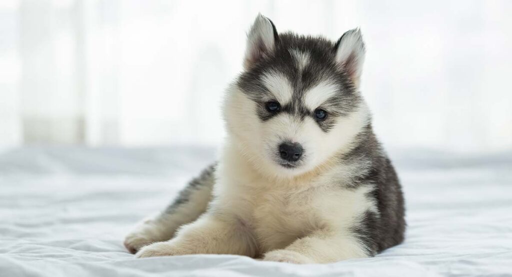 Young Siberian Husky