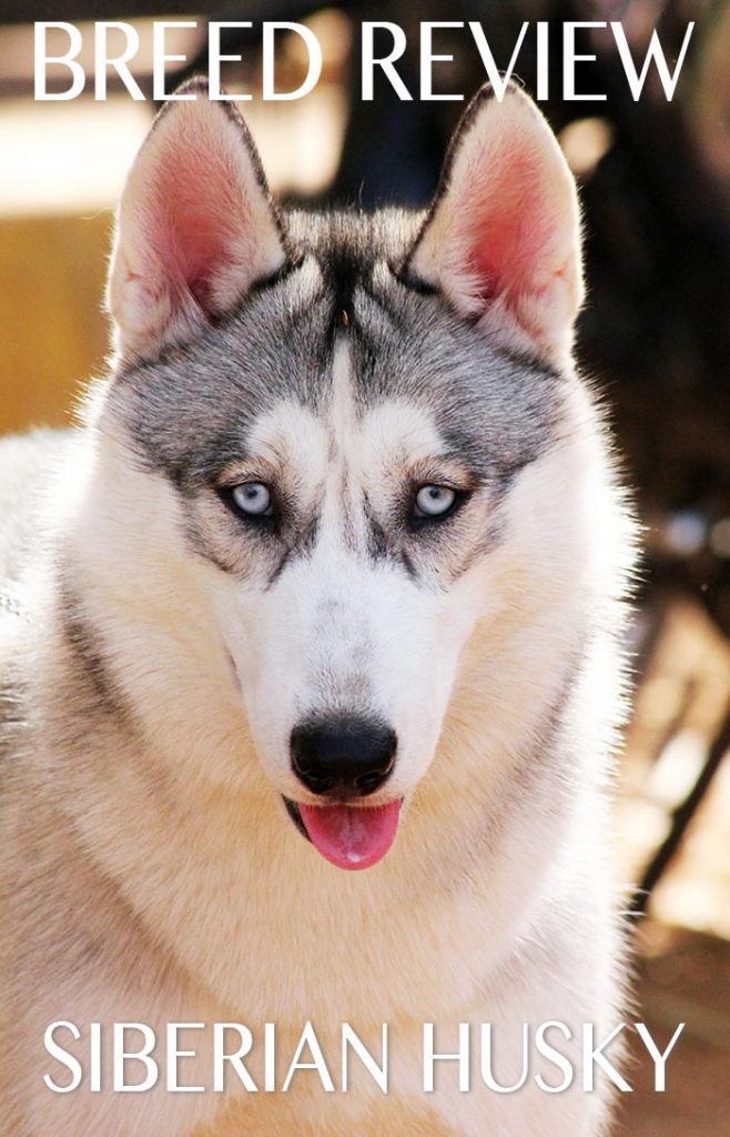 The Siberian Husky Dog Breed Information Center