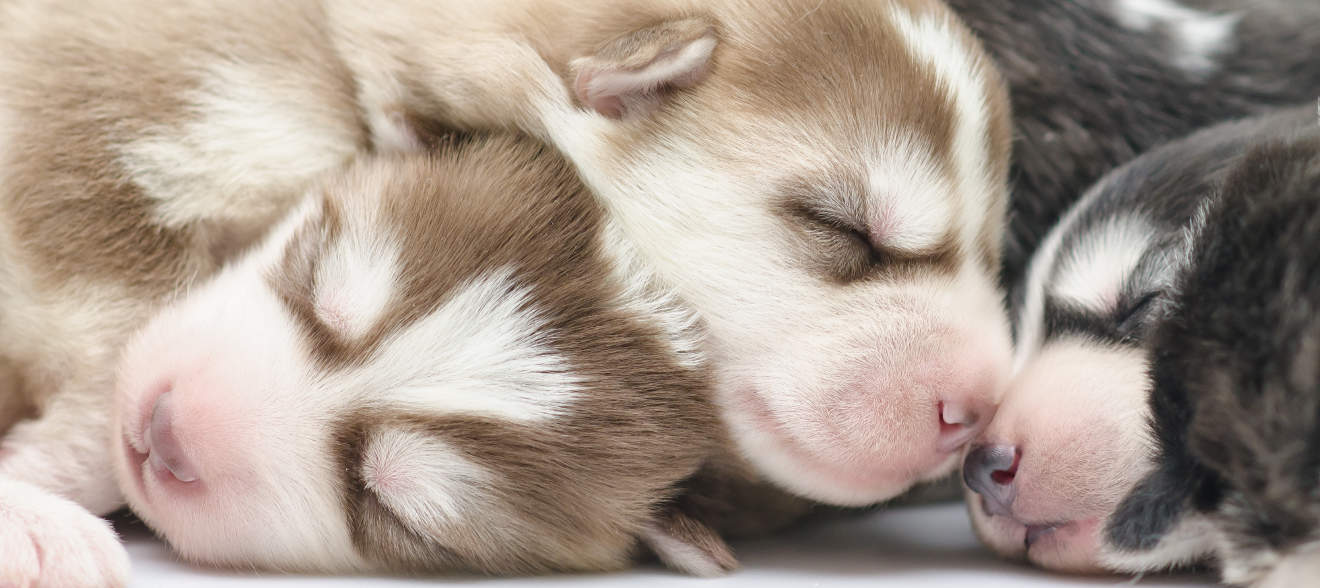 Cute siberian husky puppies sleeping on white