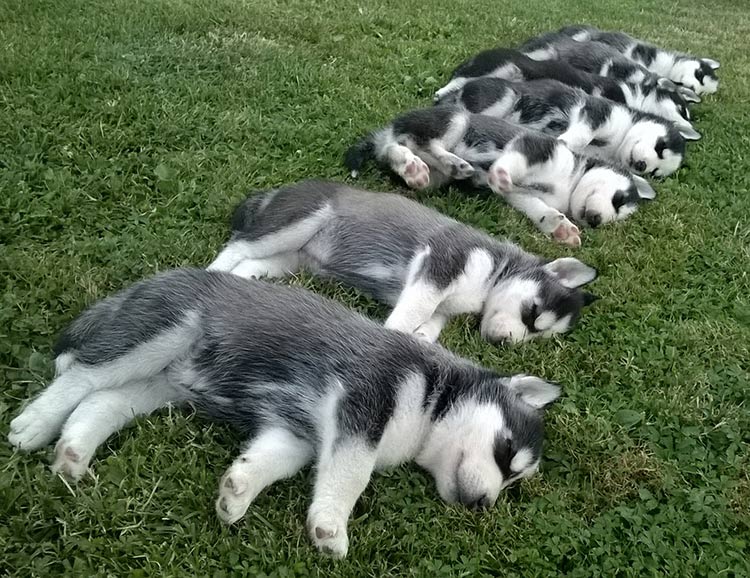 top husky breeders