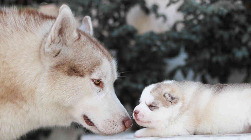 siberian husky mother and baby