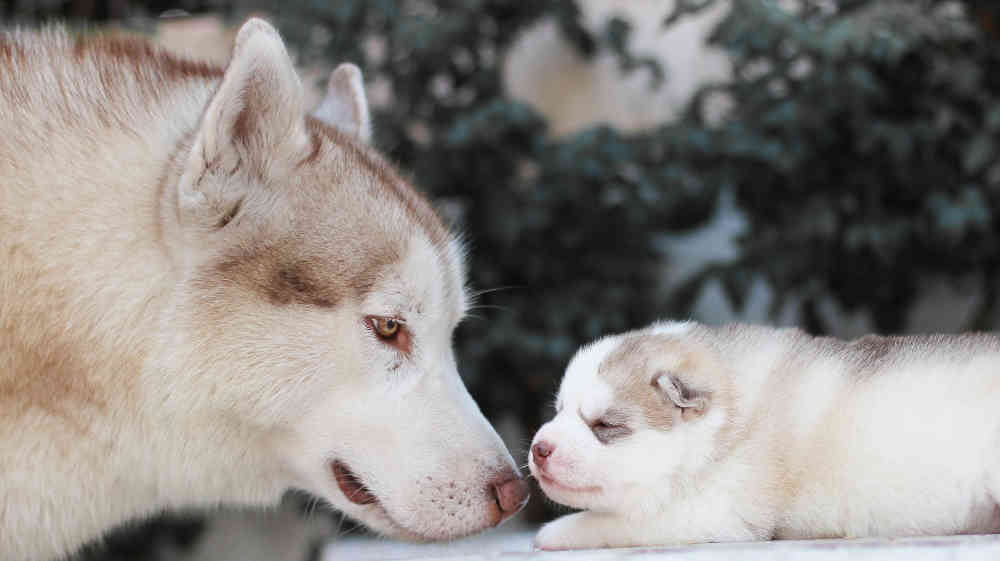 100% Siberian Husky Yarn : r/siberianhusky