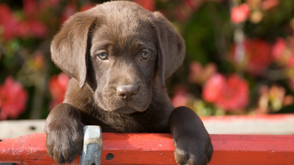 labrador rescue center