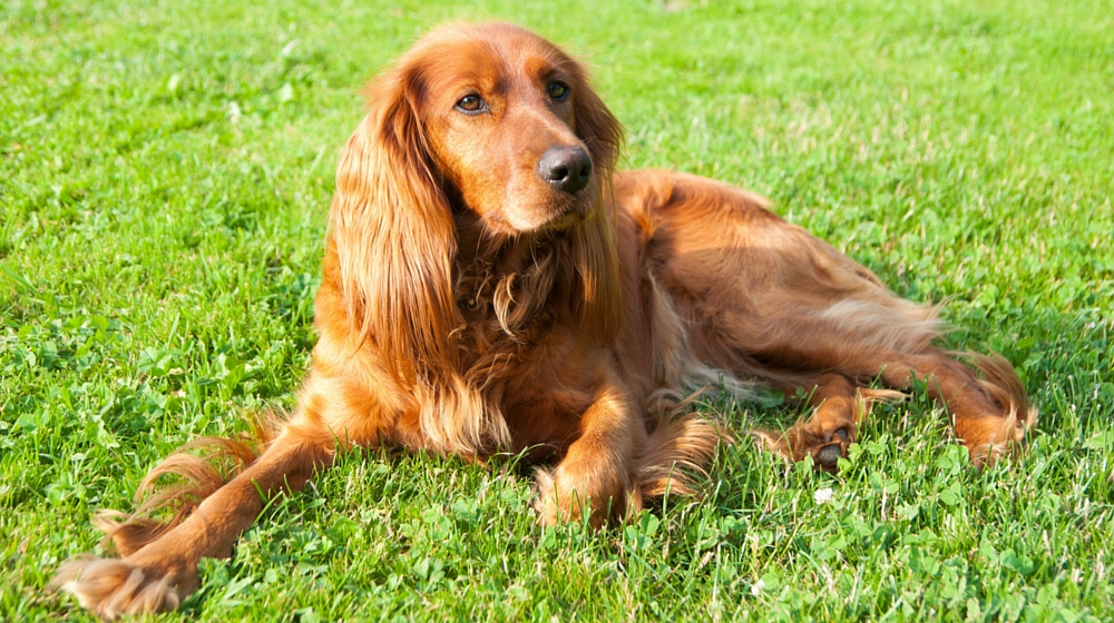 short haired english cocker spaniel