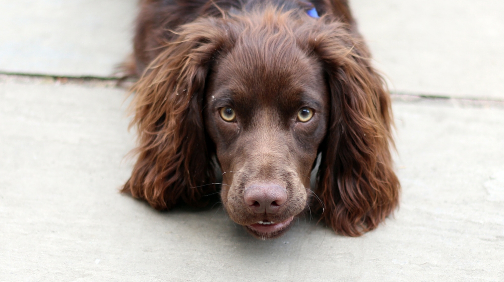 cocker spaniel with short ears