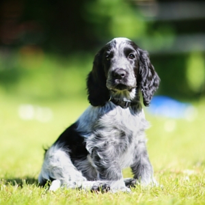 black and white show cocker spaniel