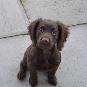 cocker spaniel with short ears