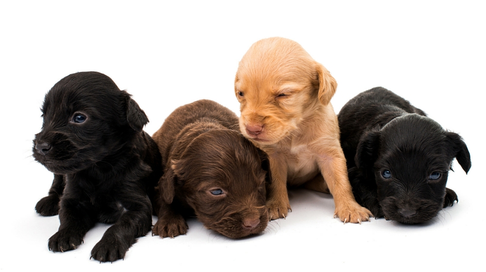 getting a cocker spaniel puppy