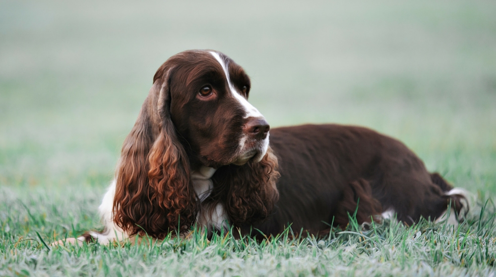 grooming springer spaniel ears