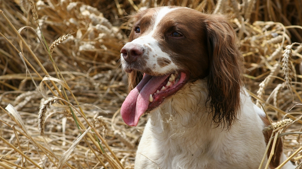 are pig ears bad for a english springer spaniel