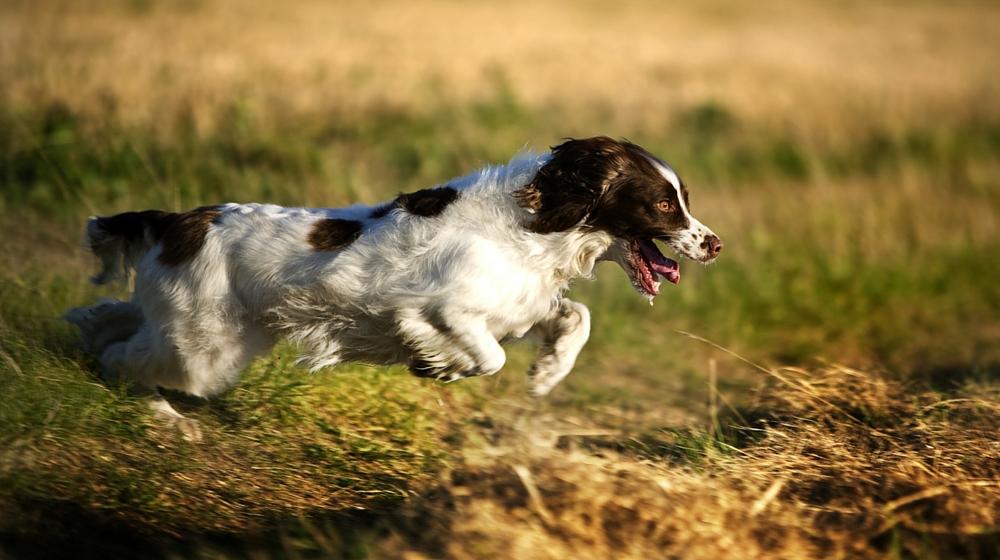 are bananas good for the english springer spaniel