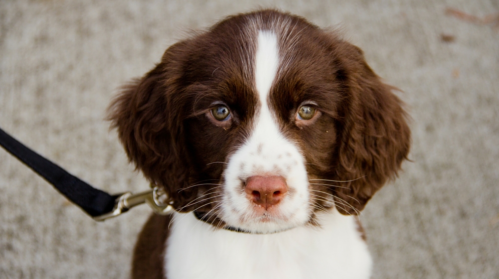 are springer spaniels good house dogs