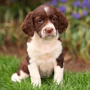 liver and white springer spaniel puppy