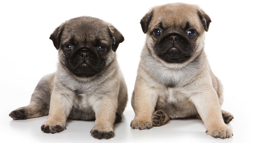 Pug Dog Breed Information Center A Complete Guide To The Pug