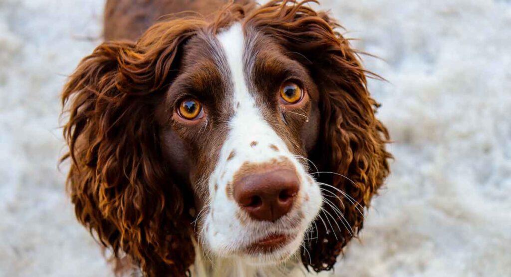 Brown And White Dog With Floppy Ears