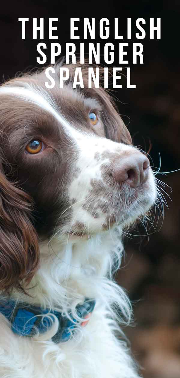 English Springer Spaniel Dog Breed Information Center