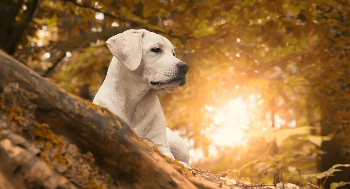 are labrador retrievers happiest