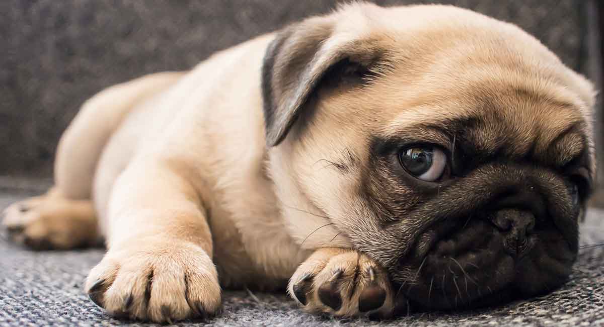 pug dog breeds