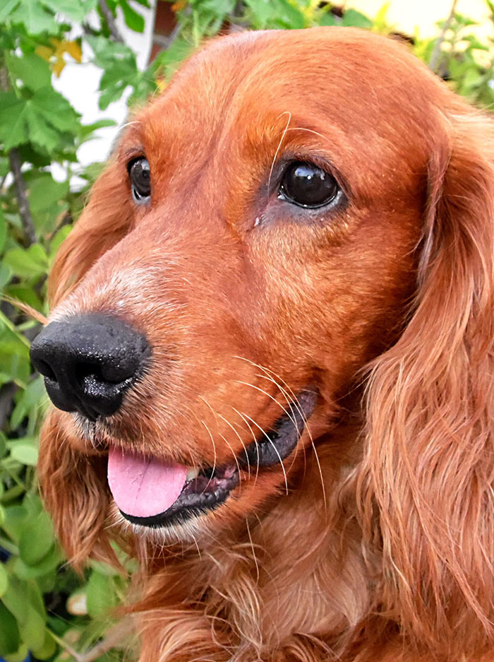 English Cocker Spaniel Rasse, Charakter, Pflegehinweise 2024