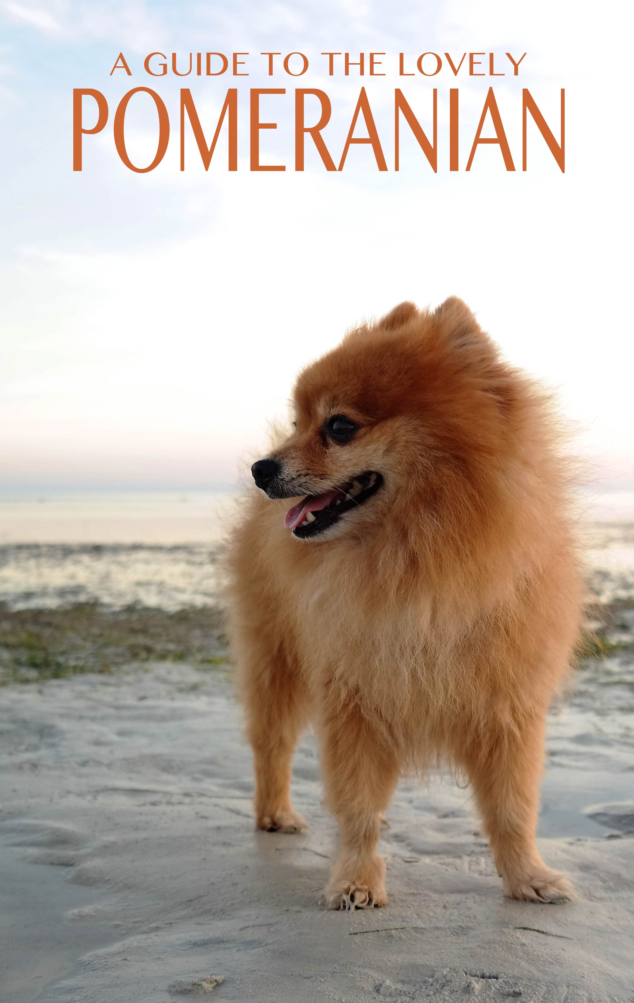 large pomeranian type dog