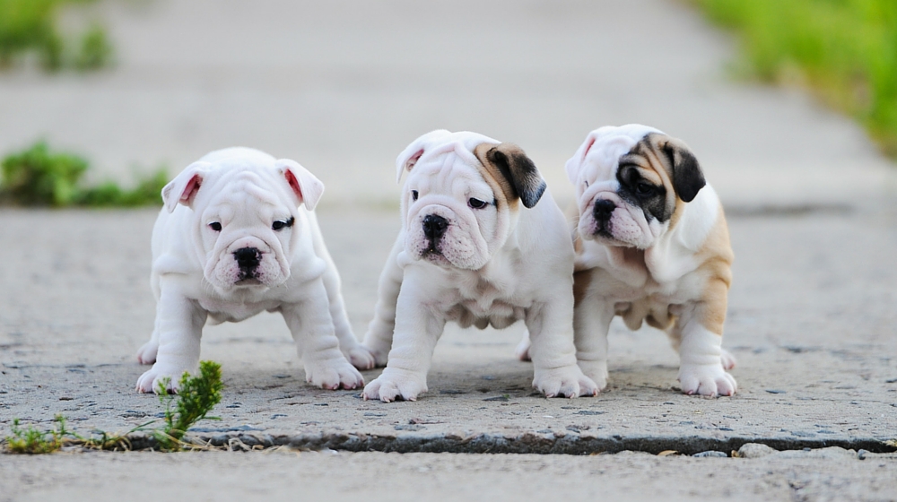 Dog Breeds - 8 Things to Avoid When Choosing Your Puppy