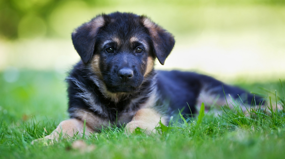 German Shepherd Dog Breed Information Center