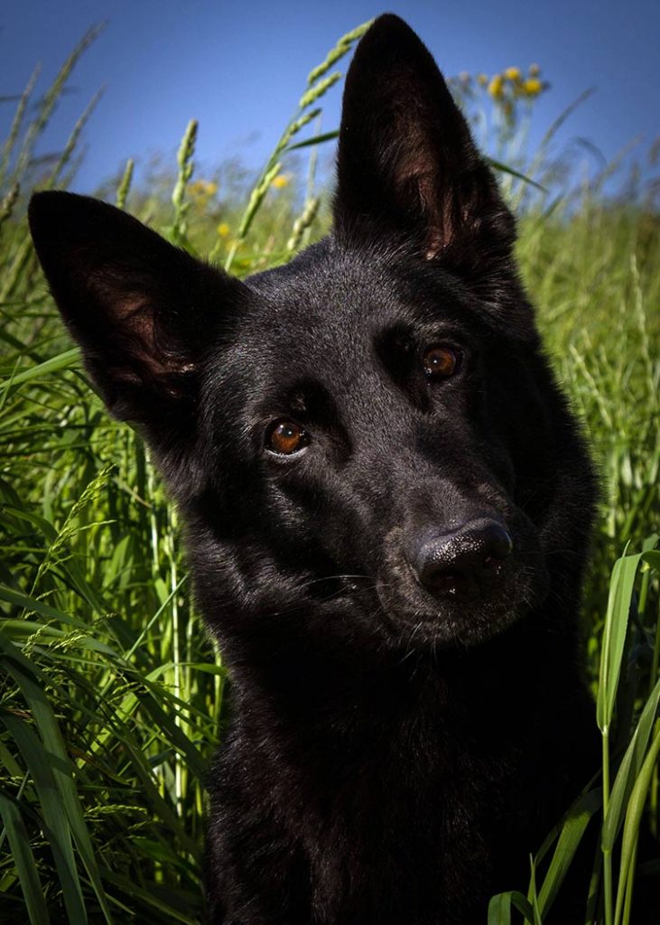 Black German Shepherd - a beautiful German Shepherd Dog with a jet black coat