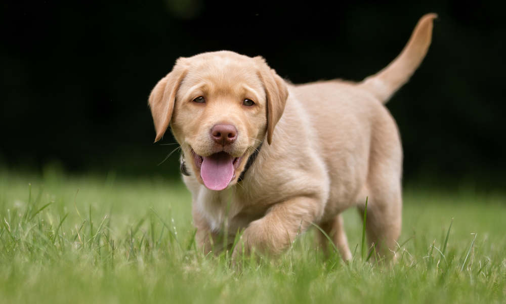 Feeding puppies adult food