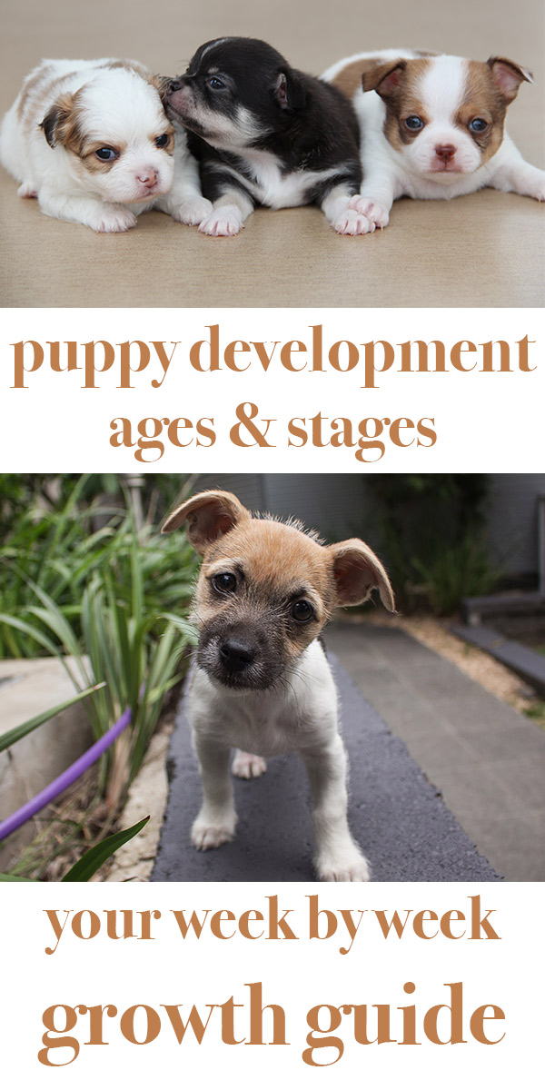 Puppy Development Stages With Growth Charts And Week By Week Guide,Steampunk Victorian Fingerless Gloves Crochet Pattern