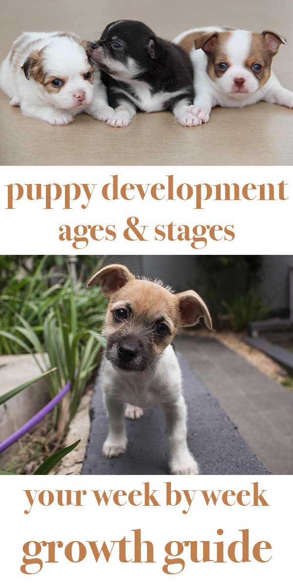 Puppy Development Stages Chart