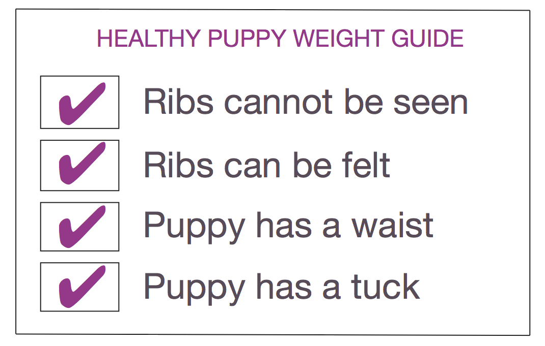 Westie Puppy Weight Chart