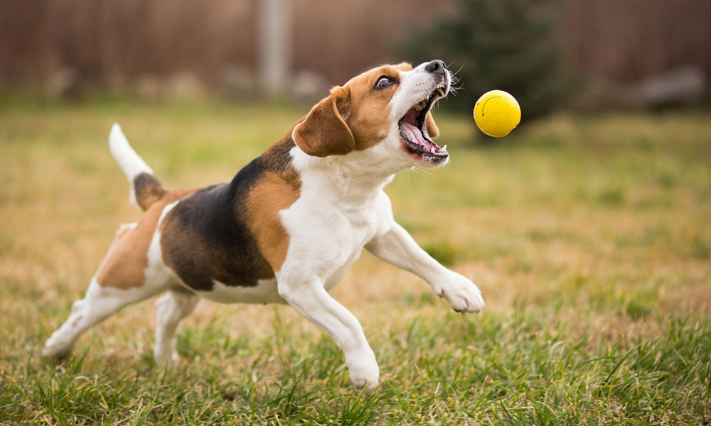 How to Use Toys as Rewards in Dog Training