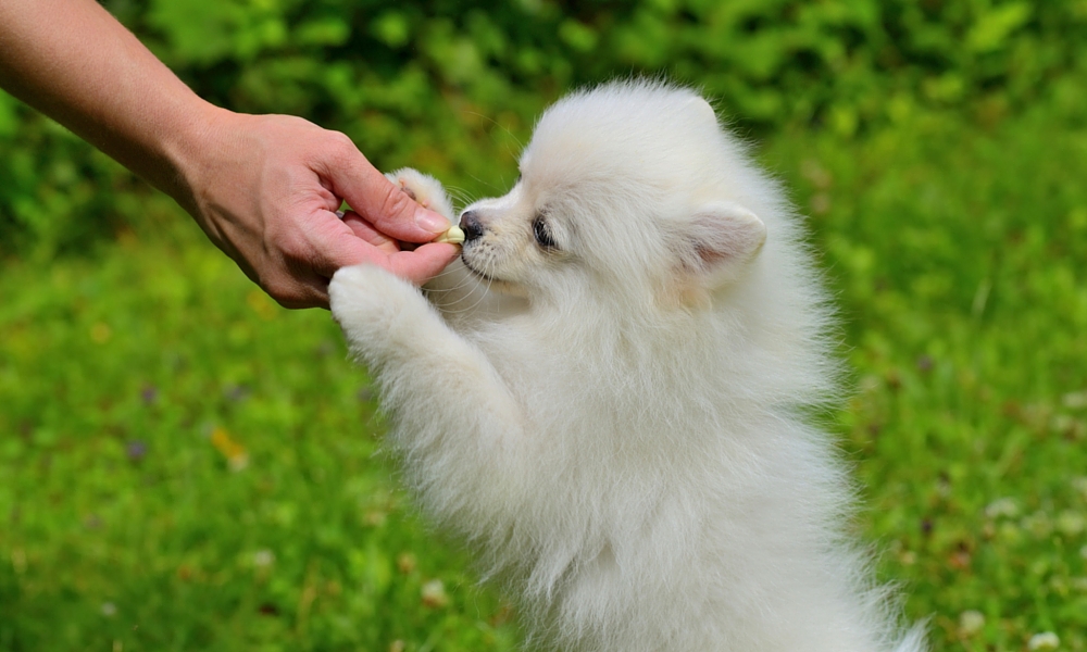 How to reward your puppy?