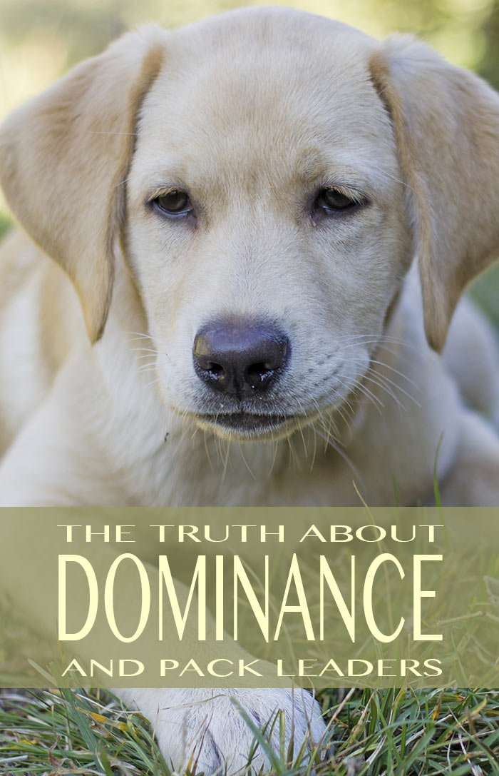 what is the dominance theory in dogs