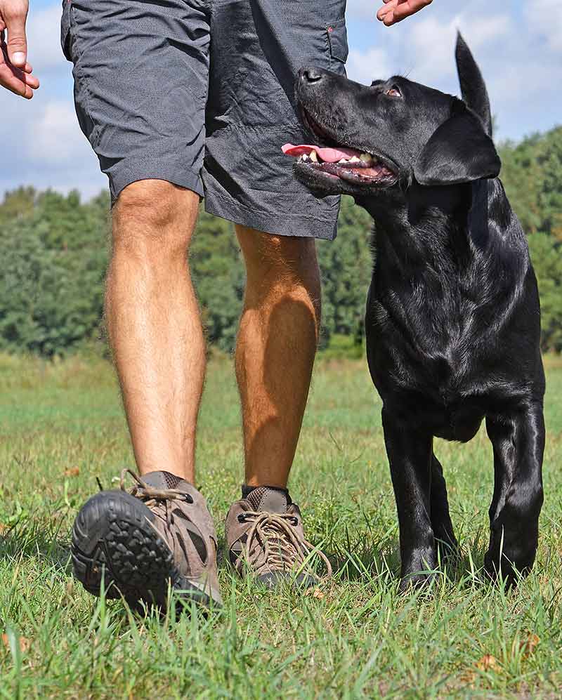 gundog training