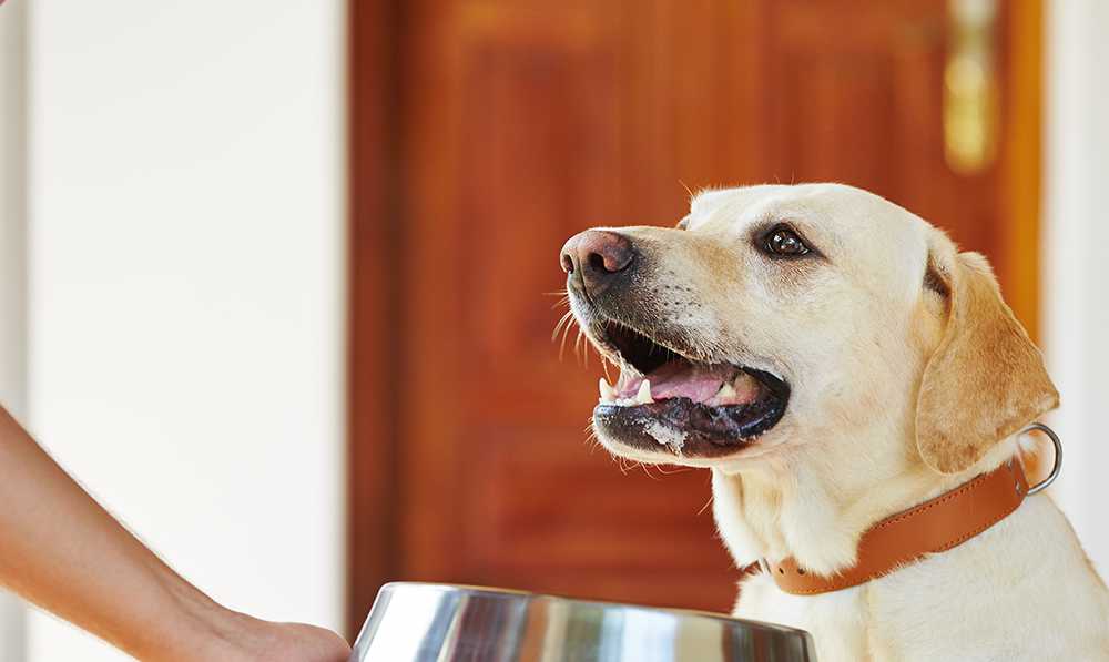 how to use dog meals as training aid