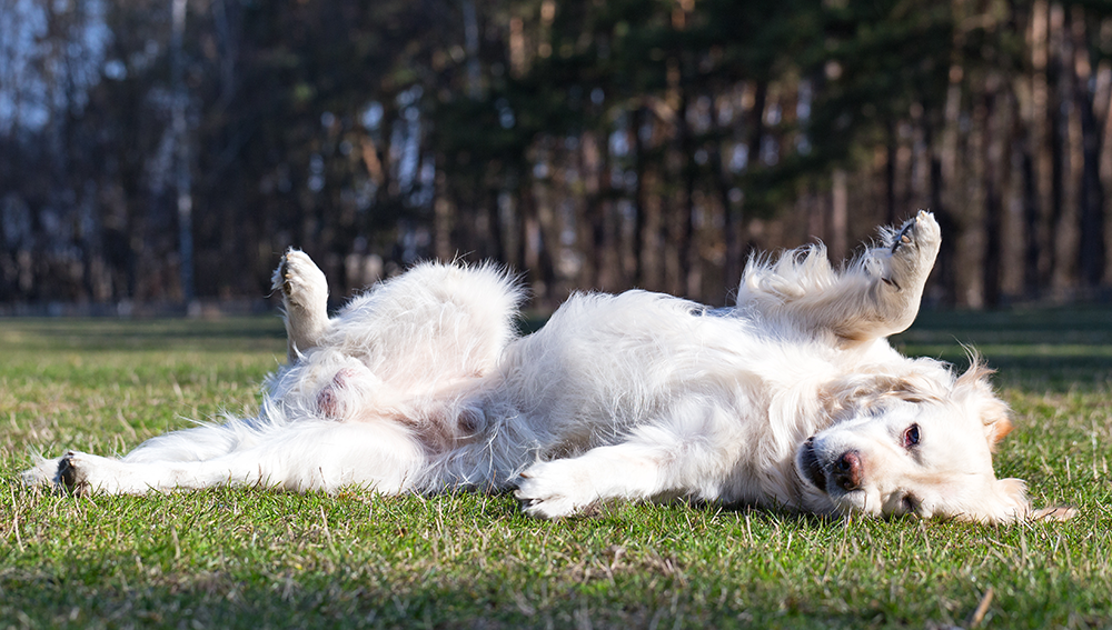 Disobedient best sale dog behavior