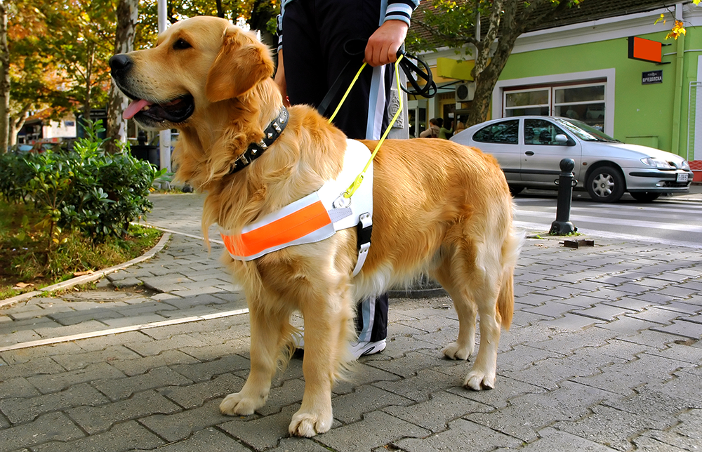 positive-reinforcement-service-dog-training