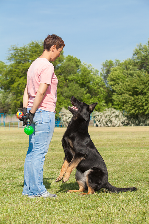 negative reinforcement examples in dog training