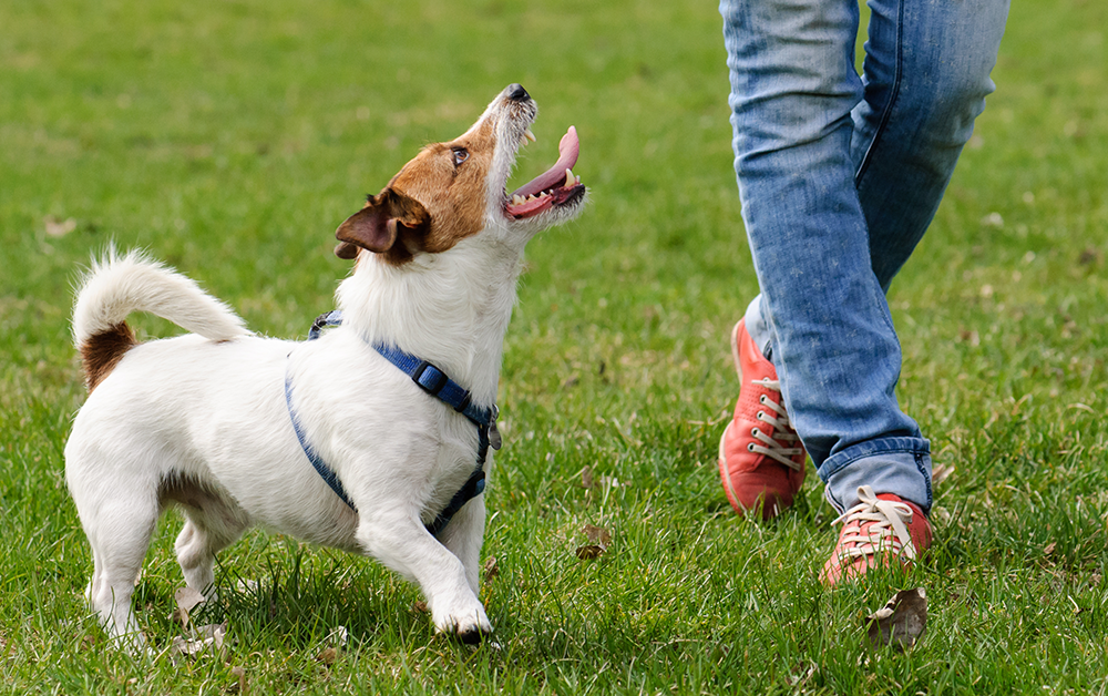 dog obedience school boarding