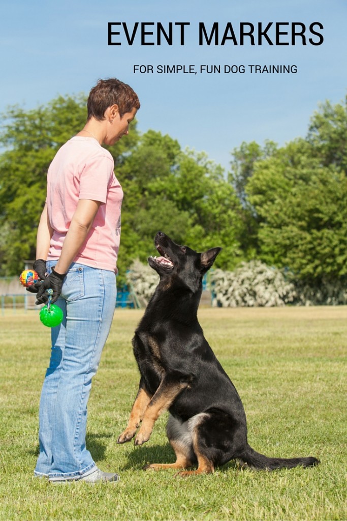 Event Markers In Dog Training What Are They And How Do They Work?
