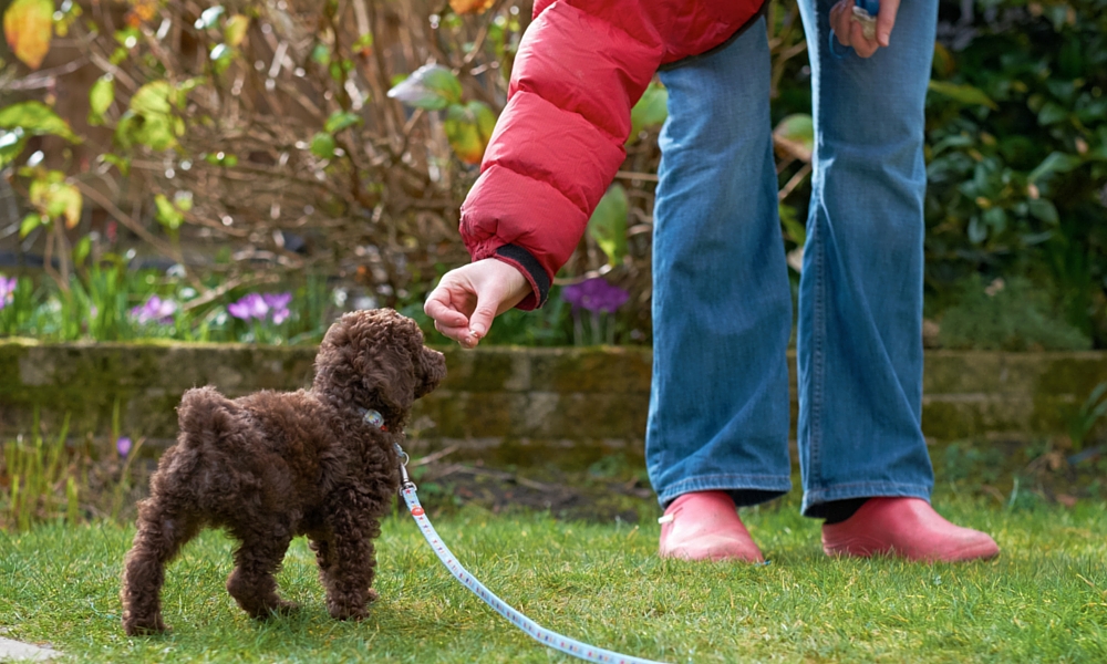 how do you use a dog clicker