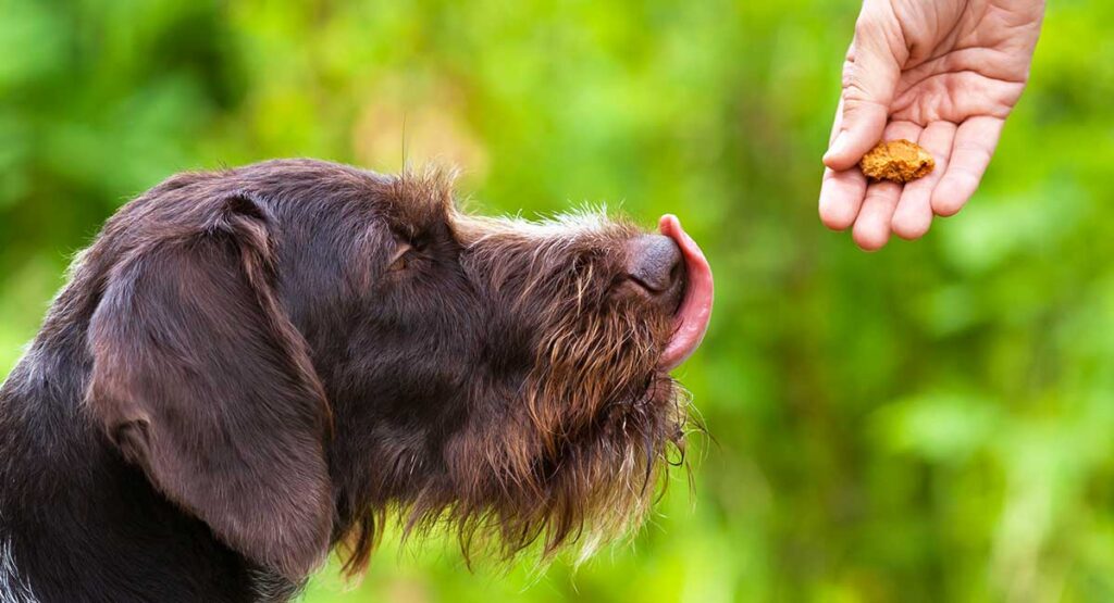 dog-training-with-treats-is-food-really-necessary