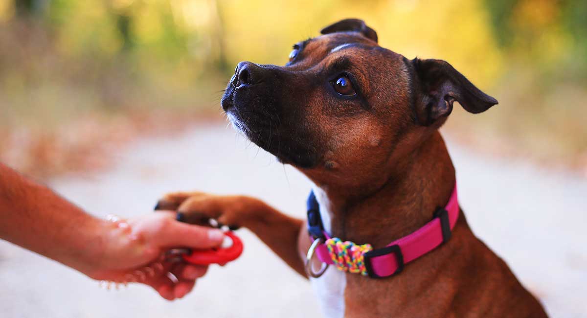 Event Markers In Dog Training - What Are They And How Do They Work?