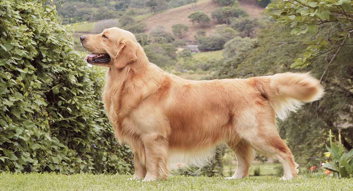 golden retriever intelligent dogs