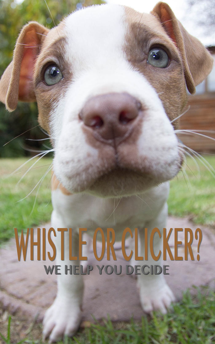 How To Whistle Train Your Dog / Deluxe Dog Training Whistle | Shop Online At doggygifts.com - 6 noopel whistles to train your dog.